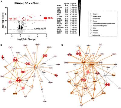 Repetitive spreading depolarization induces gene expression changes related to synaptic plasticity and neuroprotective pathways